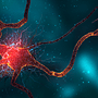 Neurogenesis