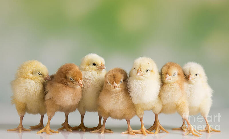 easter-chickens-dianaduda