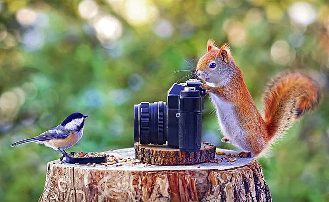 photographer-squirrel-alexander-sviridov